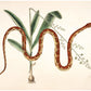 Corn snake & plant | Antique Mark Catesby | Natural history of Carolina art | Modern vintage décor | Eco-friendly gift