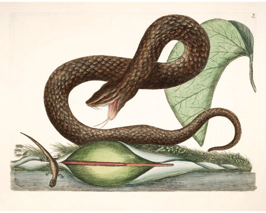 Grabado de serpiente víbora, lagarto y arum lily | Antique Mark Catesby | Historia natural del arte de Carolina | Decoración vintage moderna | Regalo ecológico