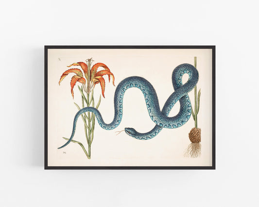 Estampado de serpiente y lirio wampum | Antique Mark Catesby | Historia natural del arte de Carolina | Decoración vintage moderna | Regalo ecológico