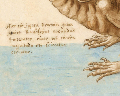 Dibujo de dragón antiguo | Draco antiguo | Texto latino del siglo XVI | Historia natural medieval | Arte mural de fantasía | Bestiario antiguo