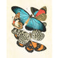 Vintage butterfly fine art print | Antique French papillons | Natural history wall art | Flying insect drawing | E.A. Séguy | Colorful print
