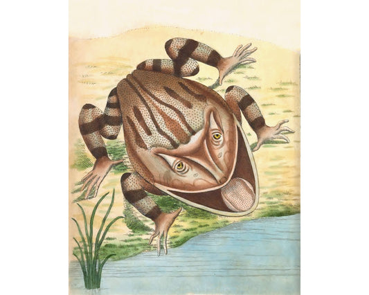 Arte antiguo de ranas | Grabado de sapo cornudo | Historia natural del siglo XVIII | Agua, animal de pantano | Decoración vintage moderna | Regalo ecológico