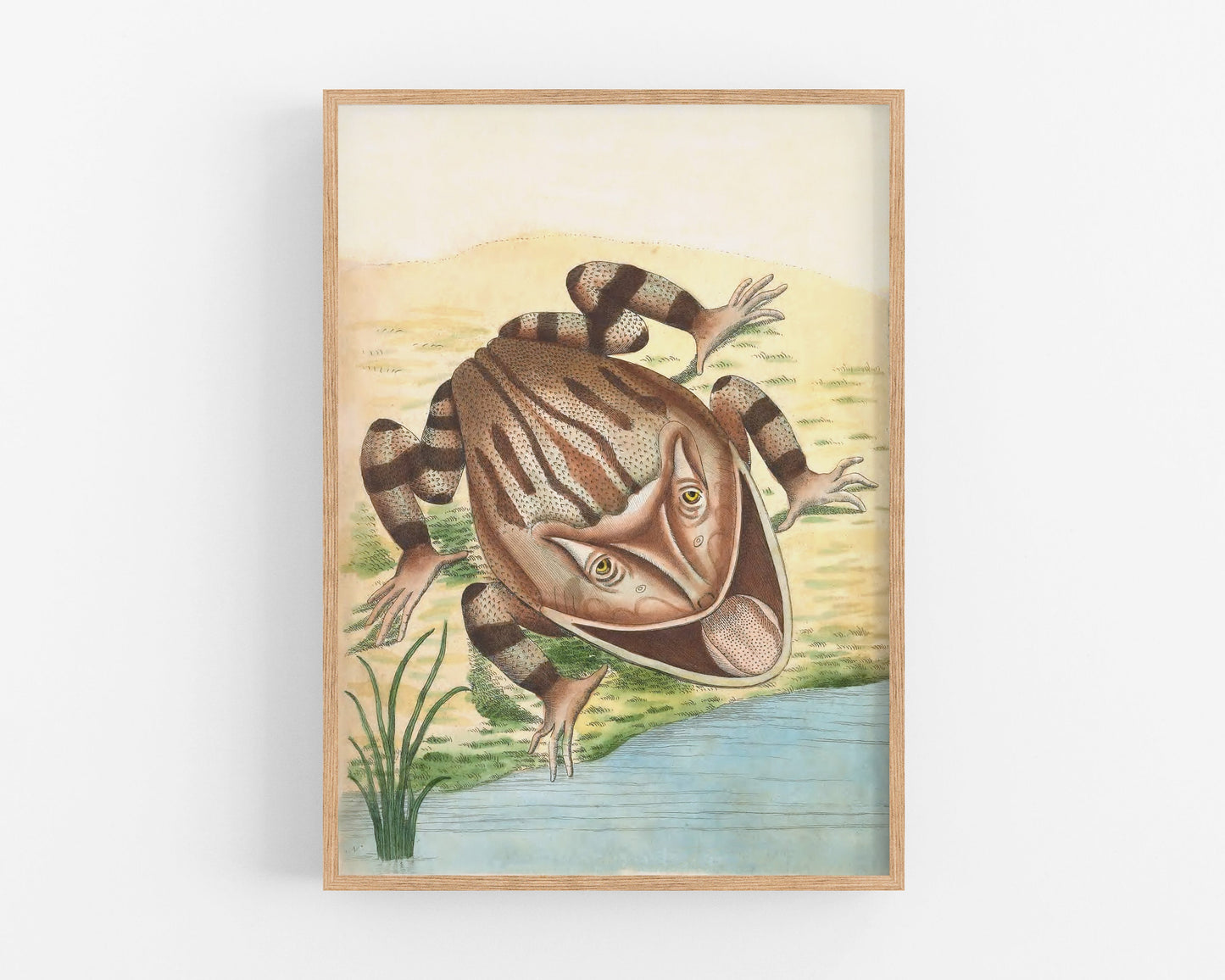 Antique frog art | Horned toad print | 18th century natural history | Water, swamp animal | Modern vintage décor | Eco-friendly gift