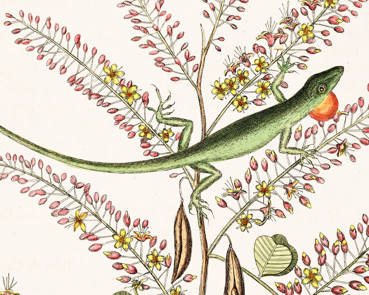 Antique lizard art | 18th century Mark Catesby | Vintage Natural History | Water, jungle animal | Animal wall art | Modern vintage decor