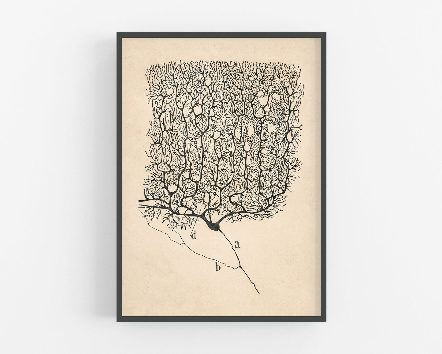 Vintage neuron drawing No. 1 | Santiago Ramón y Cajal | Antique anatomical illustration | Neuroscience & Biology | Abstract art | Spanish artist