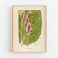 Antique plant & flower art | Maranta cachibou | Prayer plant | Vintage Natural History | Modern vintage decor | Eco-friendly gift