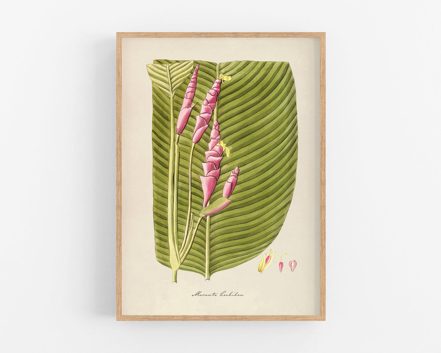 Antique plant & flower art | Maranta cachibou | Prayer plant | Vintage Natural History | Modern vintage decor | Eco-friendly gift