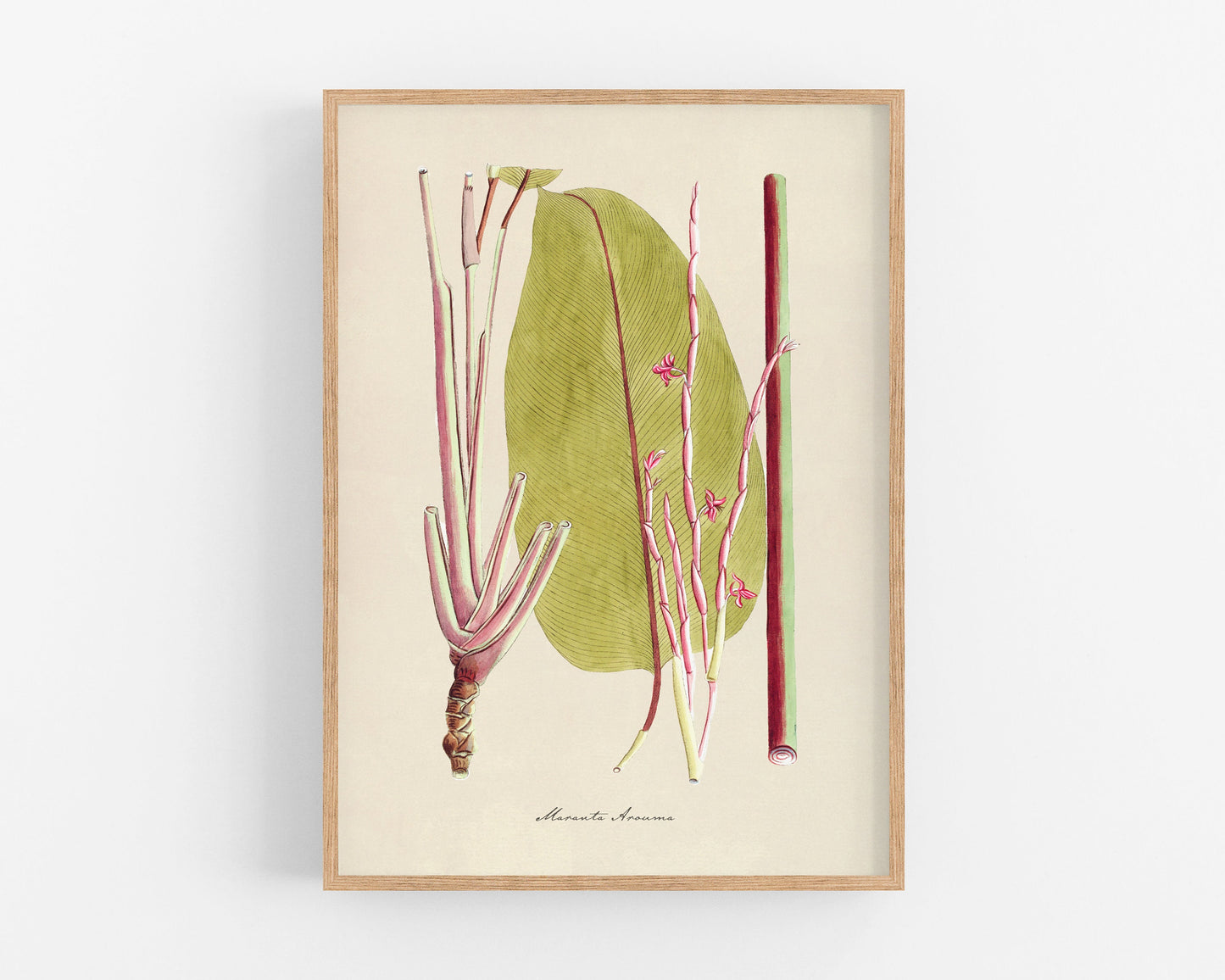 Antique plant & flower art | Maranta arouma | Pray plant | Vintage Natural History | Modern vintage decor | Eco-friendly gift