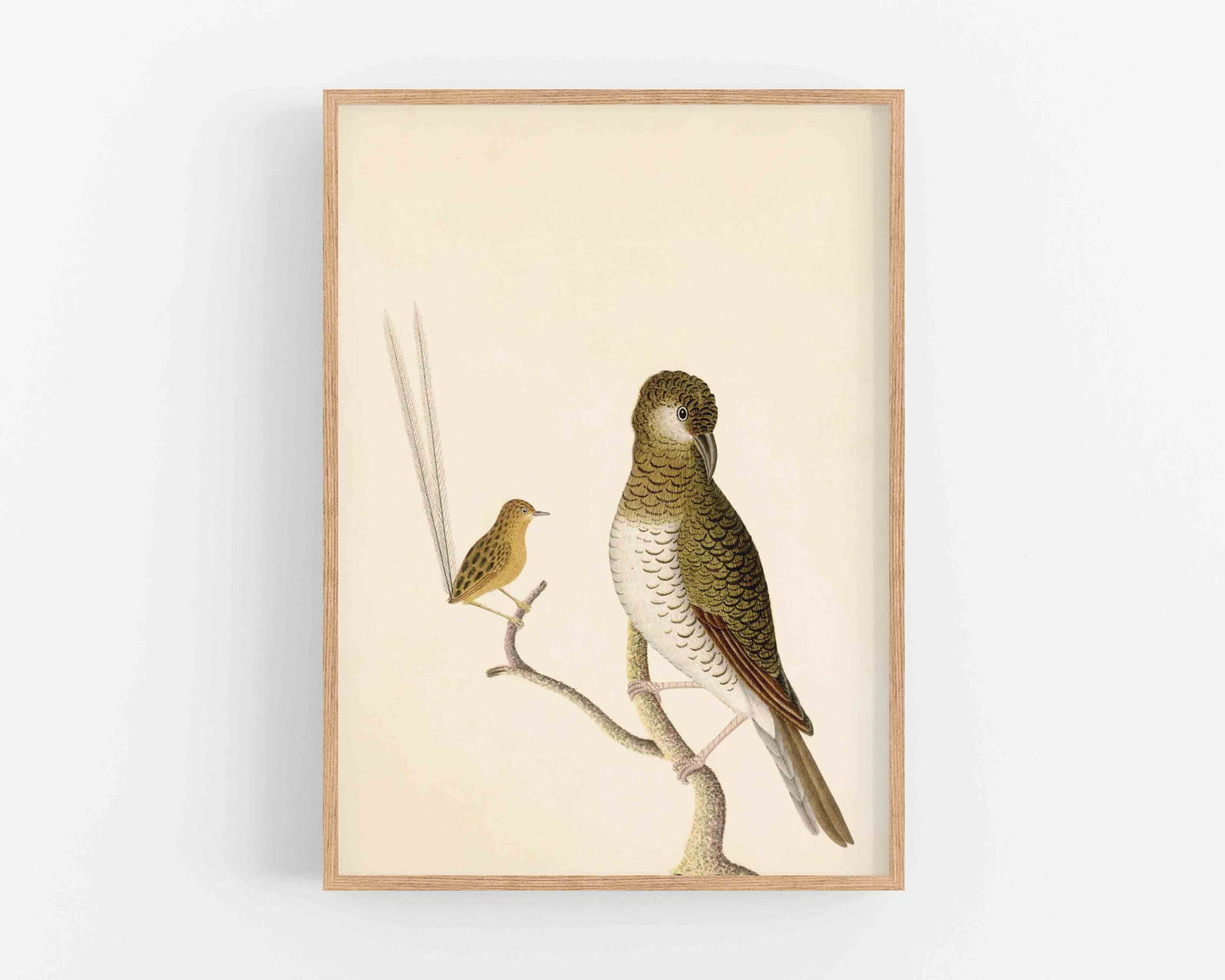 Antique bird art | 18th century wren and thrush illustration | Natural history print | Animal wall art | Modern vintage décor