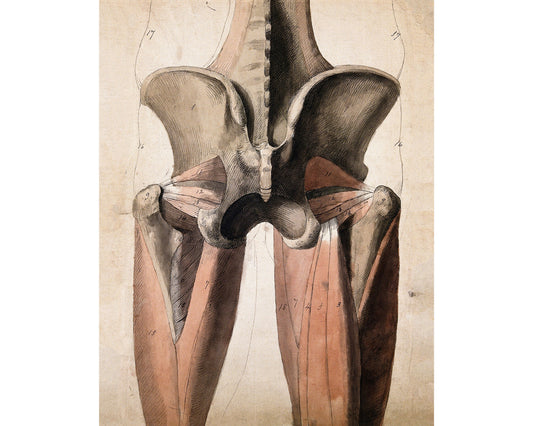 Ilustración anatómica vintage | Anatomía humana | Músculos y huesos antiguos de la pelvis | Regalo médico y arte mural | Decoración vintage moderna