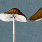 Vintage mushroom art print | Fungus, fungi illustration | Antique botanical print | Natural History wall art | Modern vintage decor