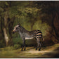 Vintage zebra art print | George Stubbs | Antique animal wall art | African animal in forest | Jungle & safari painting