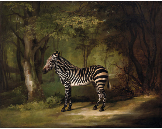 Lámina de cebra antigua | George Stubbs | Arte mural de animales antiguos | Animal africano en el bosque | Pintura de jungla y safari