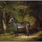 Vintage zebra art print | George Stubbs | Antique animal wall art | African animal in forest | Jungle & safari painting