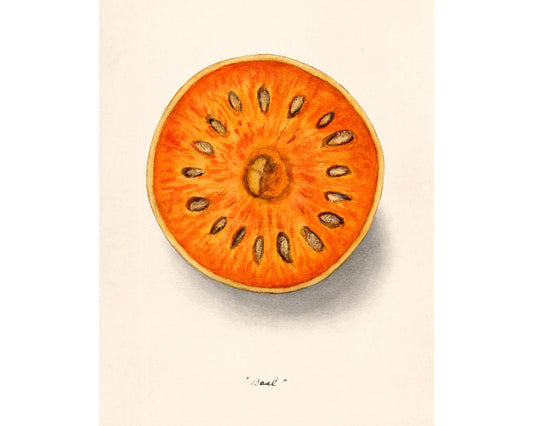 Indian Bael fruit fine art print | Golden, stone, wood apple | Japanese bitter orange | Female artist | Food, kitchen wall art | Dept. of Ag