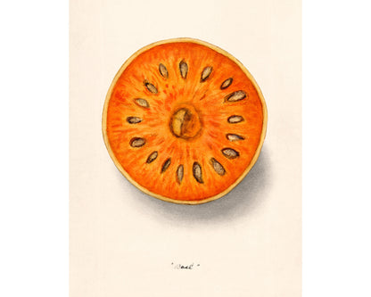 Indian Bael fruit fine art print | Golden, stone, wood apple | Japanese bitter orange | Female artist | Food, kitchen wall art | Dept. of Ag