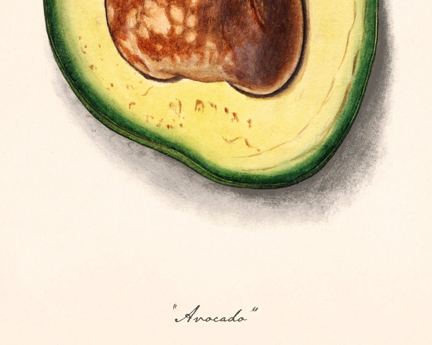 Avocado fine art print | Fruit illustration | Female artist | Food and kitchen wall art | Minimalist art | Department of agriculture