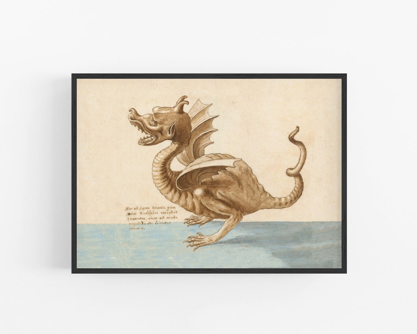 Vintage dragon drawing | Antique Dracke, Draco | 16th cent Latin text | Medieval natural history | Fantasy wall art | Ancient beastiary