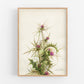 Syrian thistle  | Vintage flower art | Natural History wall art | Female artist | Modern vintage decor | Eco-friendly gift