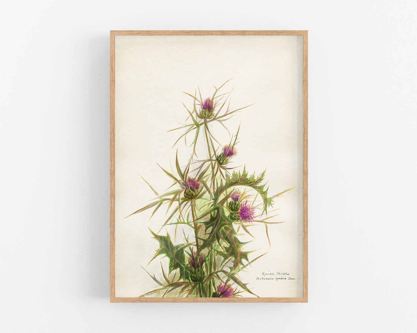 Syrian thistle  | Vintage flower art | Natural History wall art | Female artist | Modern vintage decor | Eco-friendly gift