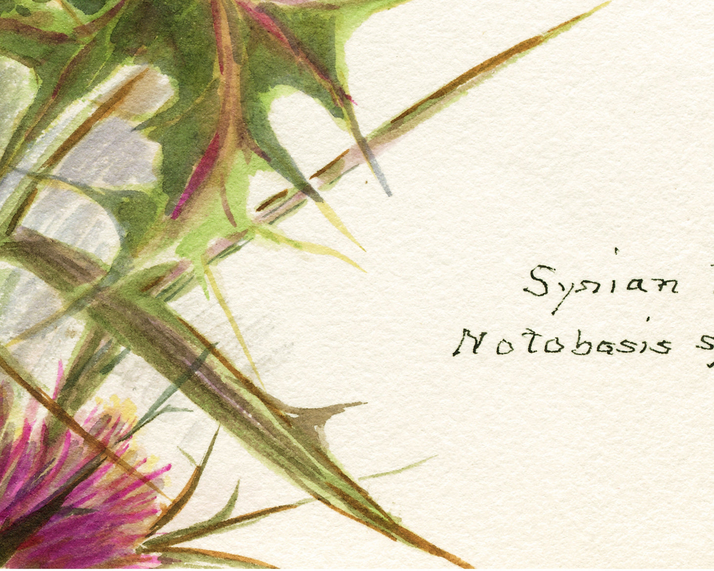 Syrian thistle  | Vintage flower art | Natural History wall art | Female artist | Modern vintage decor | Eco-friendly gift