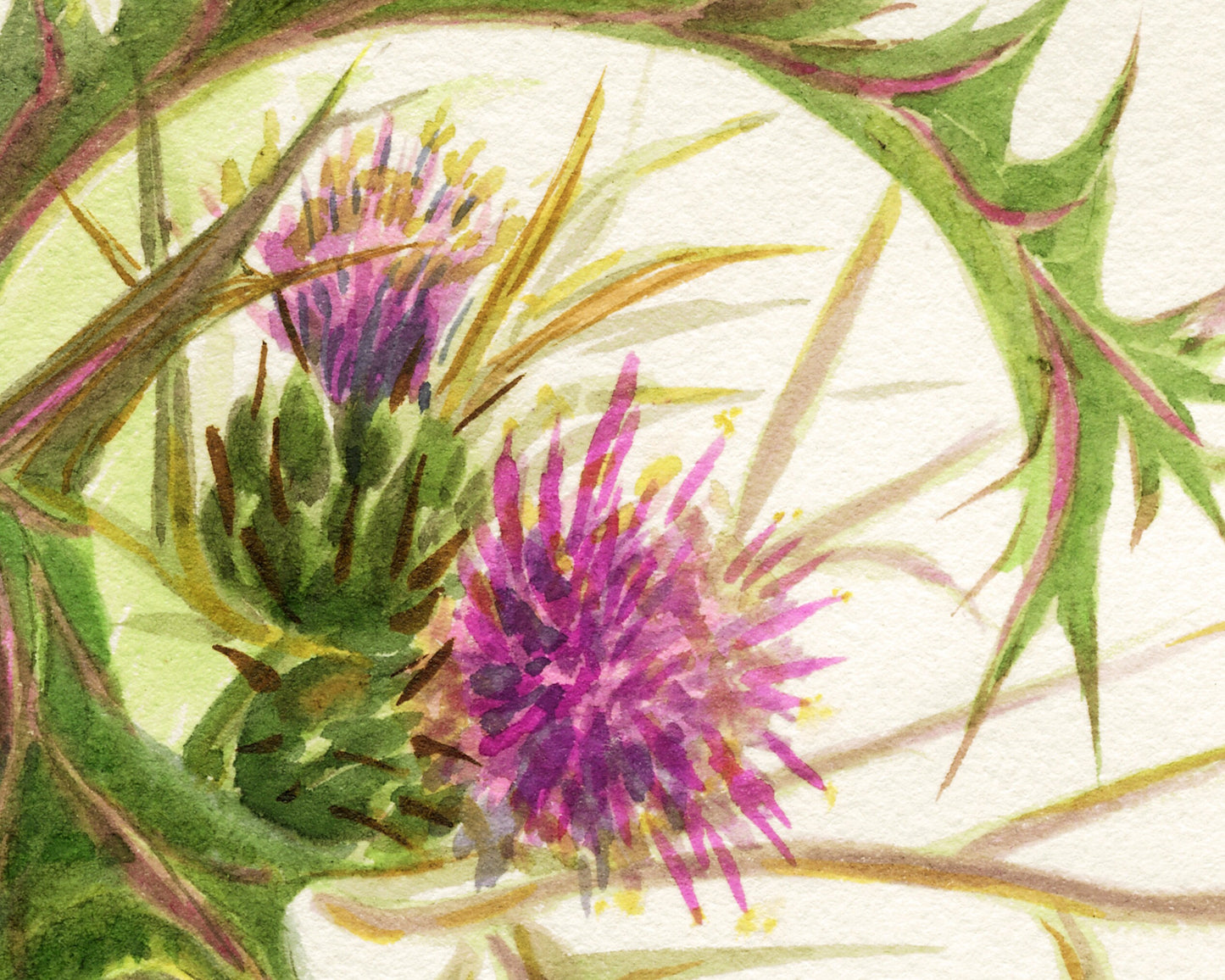 Syrian thistle  | Vintage flower art | Natural History wall art | Female artist | Modern vintage decor | Eco-friendly gift