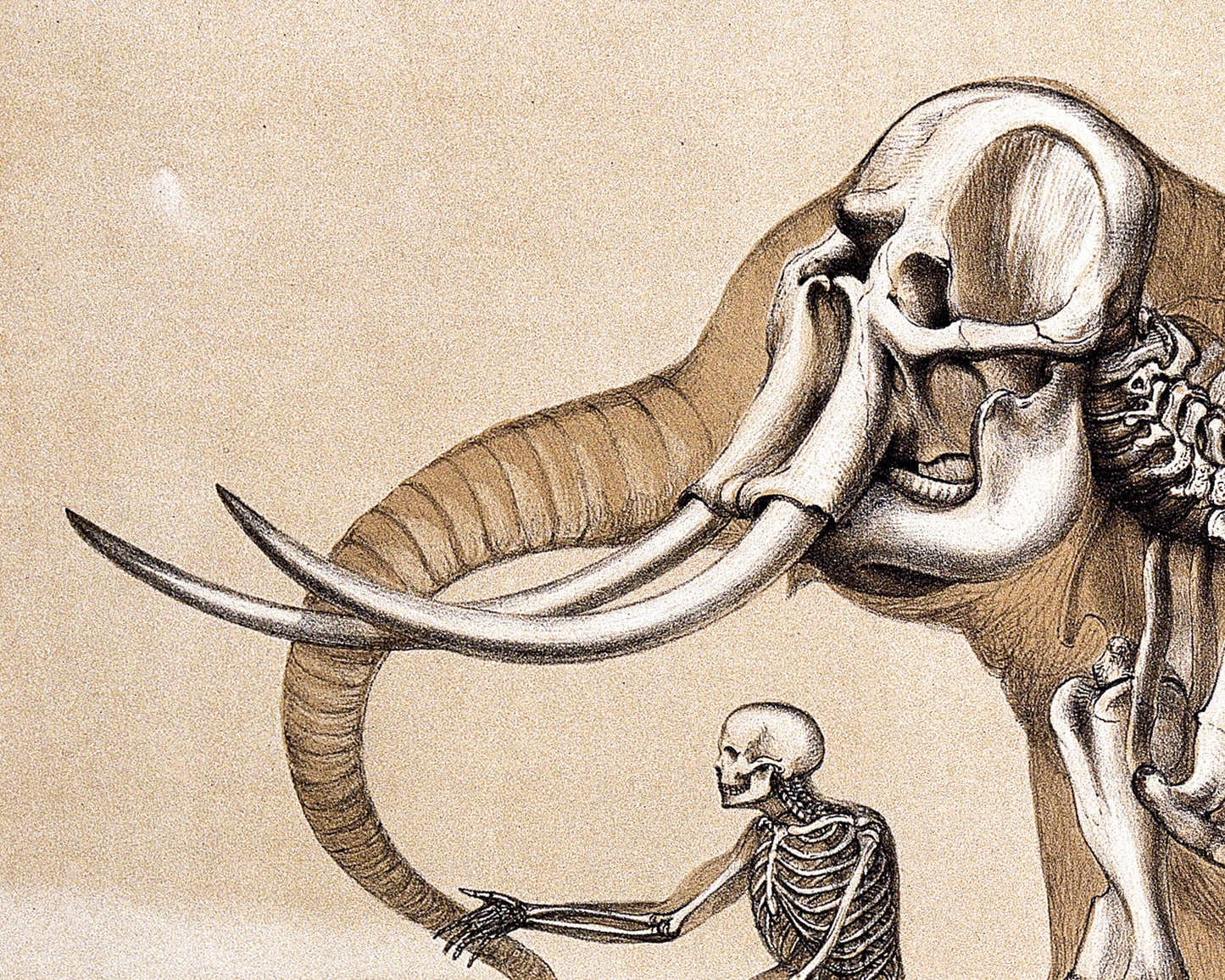 Impresión de anatomía humana y de elefante | Ilustración anatómica vintage | Huesos antiguos | Arte mural de esqueletos | Regalo para veterinarios y médicos