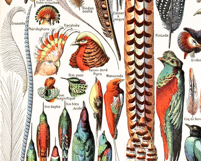 Lámina de plumas francesas | Plumas y pájaros antiguos | Ilustración del diccionario Le Larousse | Adolphe Millot | Arte mural de historia natural