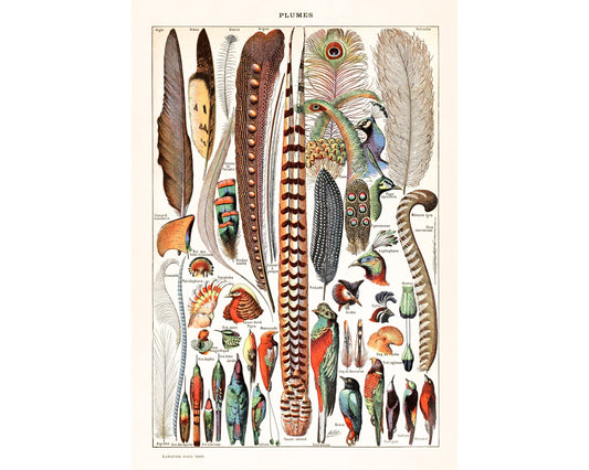 Lámina de plumas francesas | Plumas y pájaros antiguos | Ilustración del diccionario Le Larousse | Adolphe Millot | Arte mural de historia natural