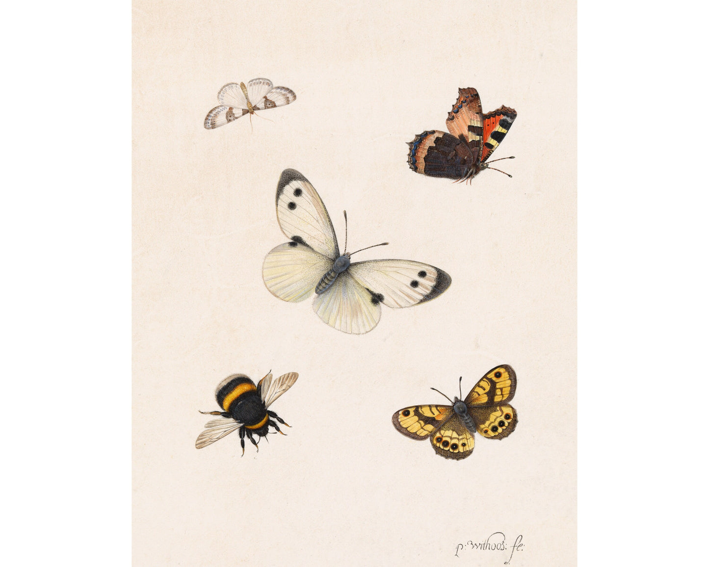 Impresión artística de insectos antiguos | Ilustración antigua de abejas y mariposas | Arte mural de historia natural | Pieter Withoos | Arte del siglo XVII