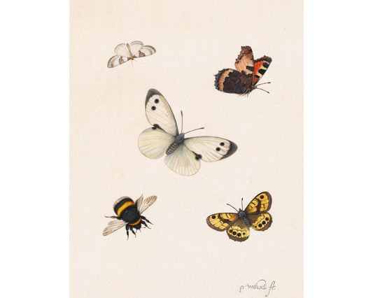 Impresión artística de insectos antiguos | Ilustración antigua de abejas y mariposas | Arte mural de historia natural | Pieter Withoos | Arte del siglo XVII