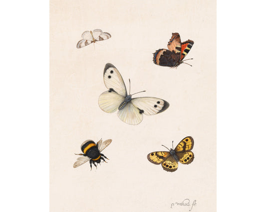 Vintage insect fine art print | Antique bee and butterfly illustration | Natural history wall art | Pieter Withoos | 17th century art