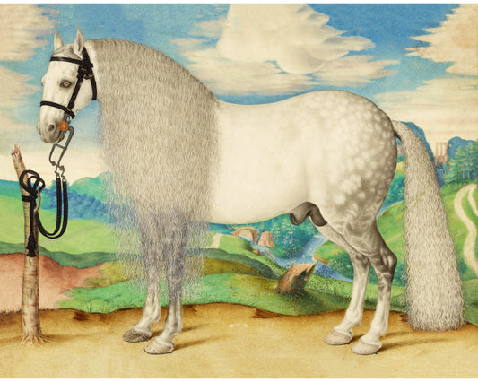 Impresión artística de caballo blanco | Semental gris moteado antiguo | Bellas artes animales | Pintura equina vintage | Arte mural de caballos | Lipizzan