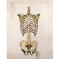 Vintage anatomical illustration | Human anatomy | Antique bones of trunk and pelvis | Medical gift and wall art | Modern Vintage decor