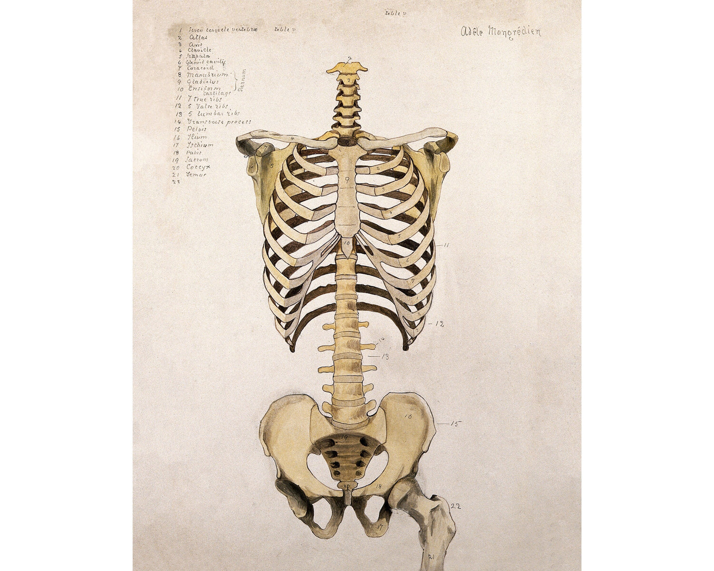 Vintage anatomical illustration | Human anatomy | Antique bones of trunk and pelvis | Medical gift and wall art | Modern Vintage decor