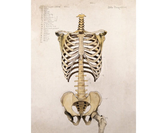 Ilustración anatómica vintage | Anatomía humana | Huesos antiguos del tronco y la pelvis | Regalo médico y arte mural | Decoración vintage moderna