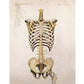 Vintage anatomical illustration | Human anatomy | Antique bones of trunk and pelvis | Medical gift and wall art | Modern Vintage decor