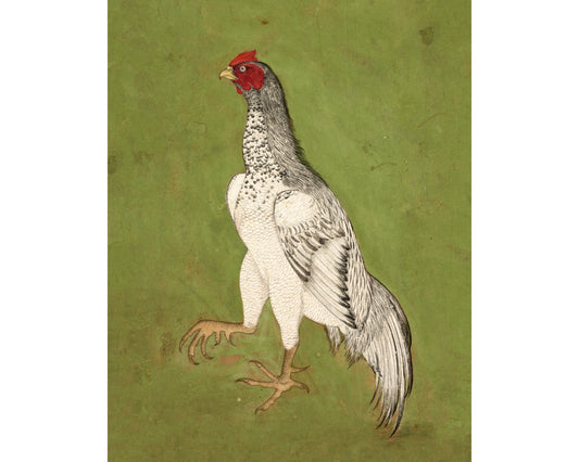 Vintage rooster | India, Mughal, 17th century art | Farm and animal wall art | Antique kitchen decor | Chicken, poultry painting