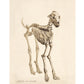 Skeleton of a dog | Vintage canine anatomy print | Antique bones | Skeleton wall art | Veterinarian and doctor gift