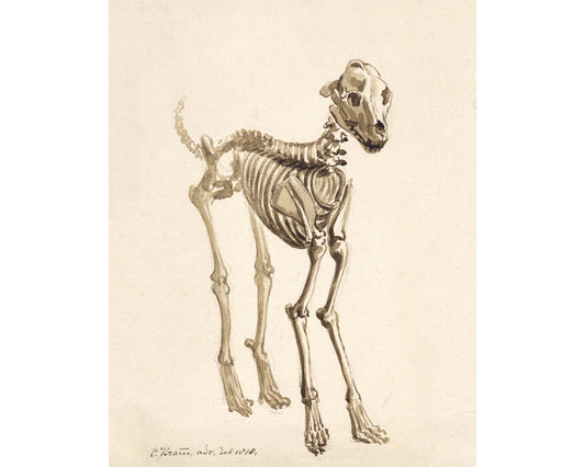 Esqueleto de un perro | Impresión de anatomía canina vintage | Huesos antiguos | Arte mural de esqueletos | Regalo de veterinario y médico