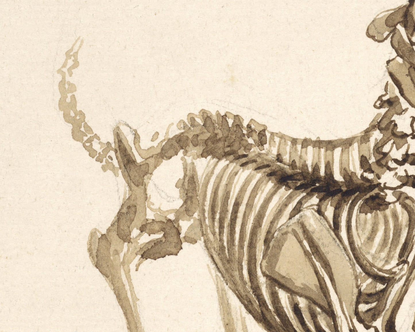 Skeleton of a dog | Vintage canine anatomy print | Antique bones | Skeleton wall art | Veterinarian and doctor gift