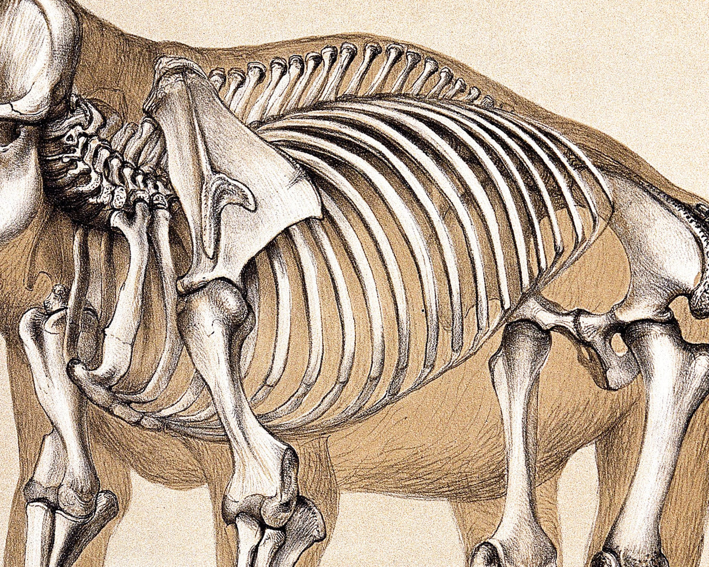 Impresión de anatomía humana y de elefante | Ilustración anatómica vintage | Huesos antiguos | Arte mural de esqueletos | Regalo para veterinarios y médicos