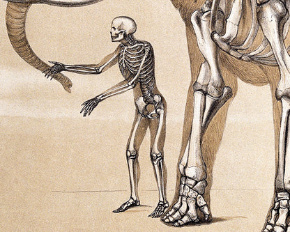 Human & elephant anatomy print | Vintage anatomical illustration | Antique bones | Skeleton wall art | Veterinarian and doctor gift