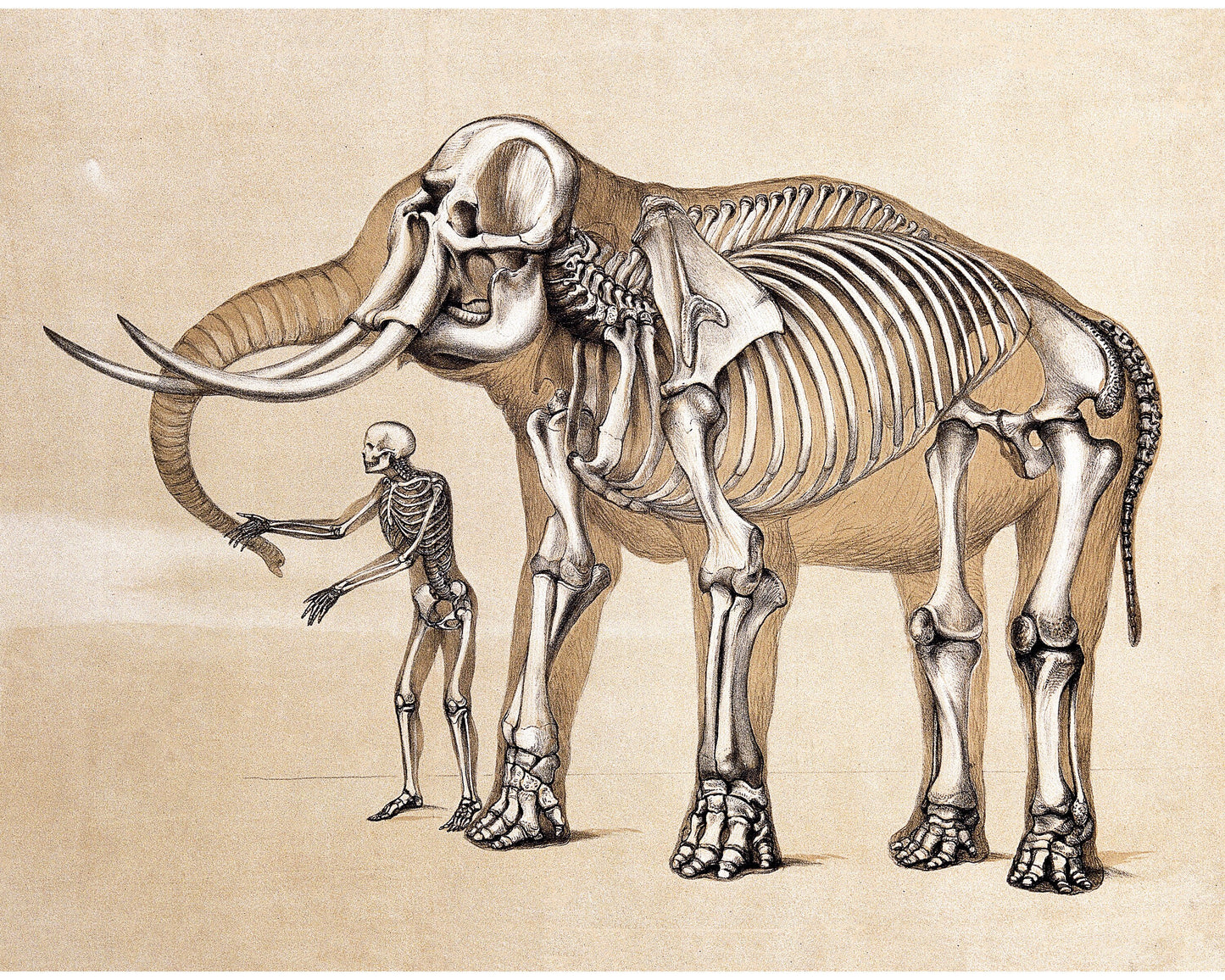 Impresión de anatomía humana y de elefante | Ilustración anatómica vintage | Huesos antiguos | Arte mural de esqueletos | Regalo para veterinarios y médicos