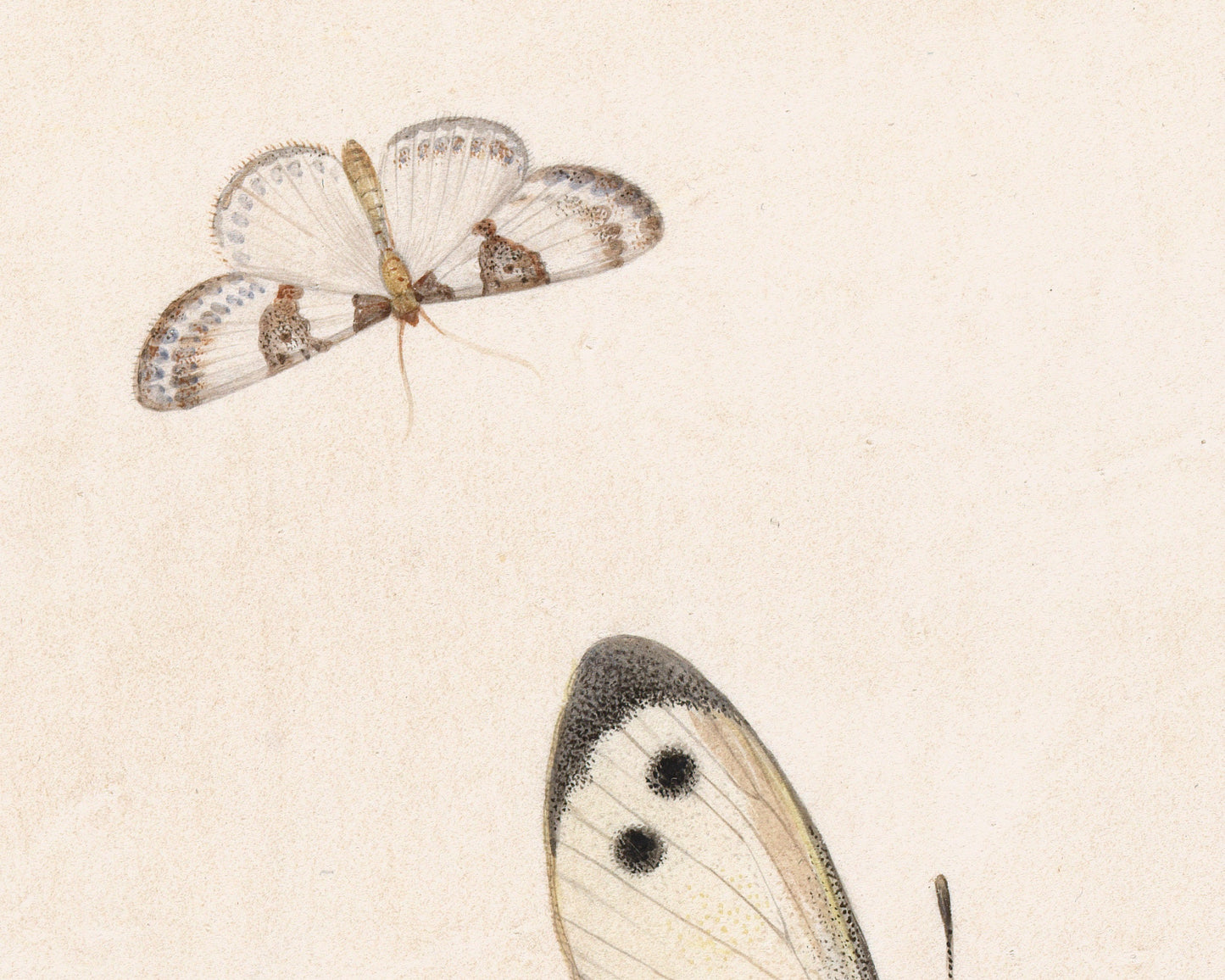 Vintage insect fine art print | Antique bee and butterfly illustration | Natural history wall art | Pieter Withoos | 17th century art