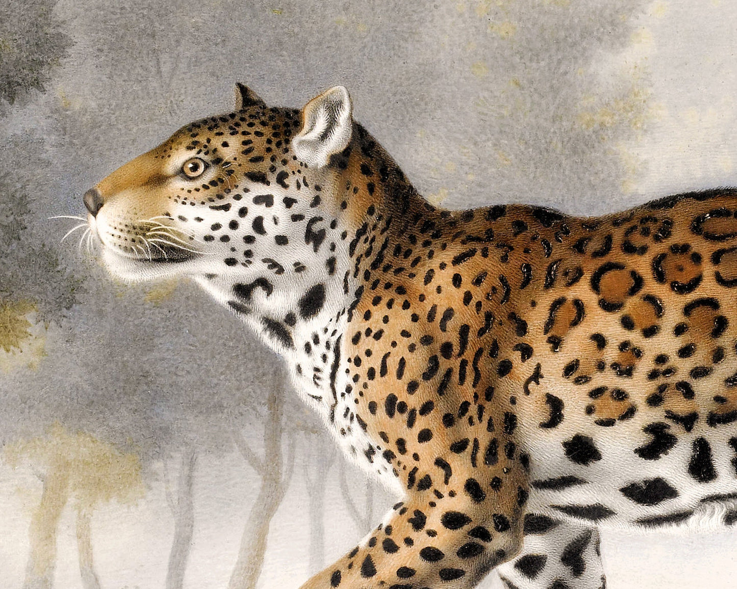 Vintage leopard print | Antique animal art | Jungle cat wall art | Zoology illustration | French artist | Wild animal portrait