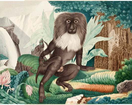 Arte de monos vintage | Simio errante del Bestiarium de Aloys Zötl | Arte mural de animales | Decoración de pared de safari en la jungla | Ilustración de zoología