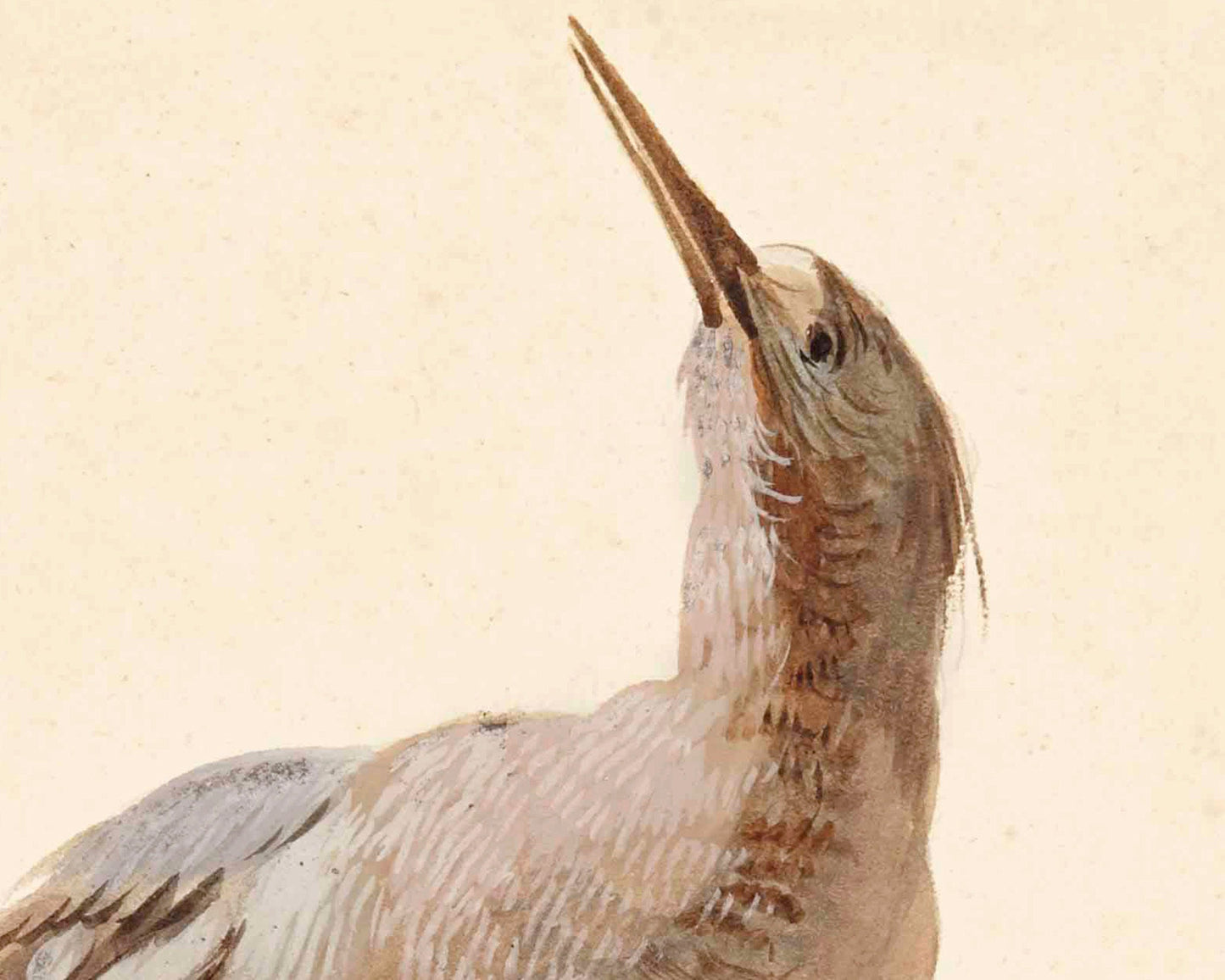 Arte de aves antiguas | Avetoro estrellado | Aert Schouman del siglo XVIII | Ilustración de historia natural | Arte mural de animales | Decoración minimalista