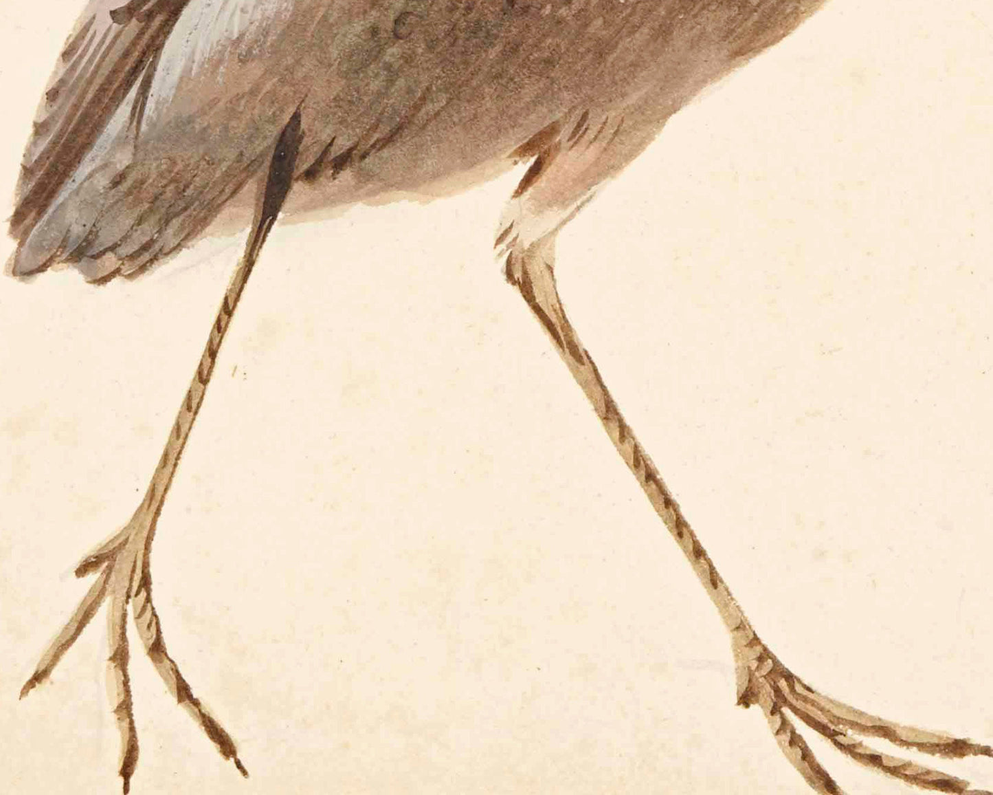 Arte de aves antiguas | Avetoro estrellado | Aert Schouman del siglo XVIII | Ilustración de historia natural | Arte mural de animales | Decoración minimalista