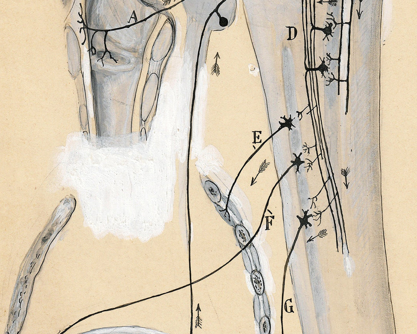 Vintage anatomy drawing | Santiago Ramón y Cajal | Antique anatomical illustration | Neuroscience and Biology art | Spanish artist